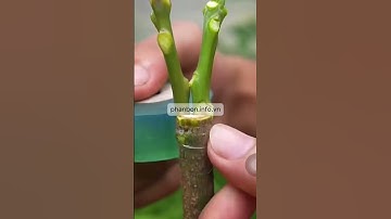 2 Cách ghép cây xoài #làmvườn #ghepcay