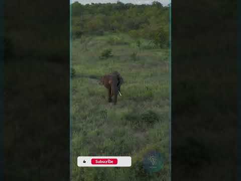 Единственное животное, которое не может прыгать #Факт #Животные #Shorts #shortvideo #факты
