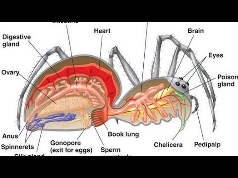 Video: Perbedaan Antara Nefridia Dan Malpighian Tubulus