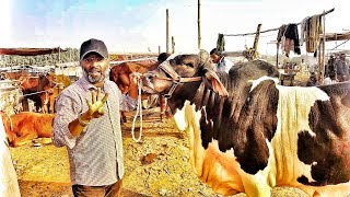 Nukra Sahiwali Or Cholistani Teen Top K Bachre - Bakraeid 2020