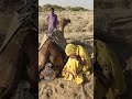 تكوّنُ الرغوةِ من ماءٍ في جرةٍ موضوعةٍ خلفَ الجمل