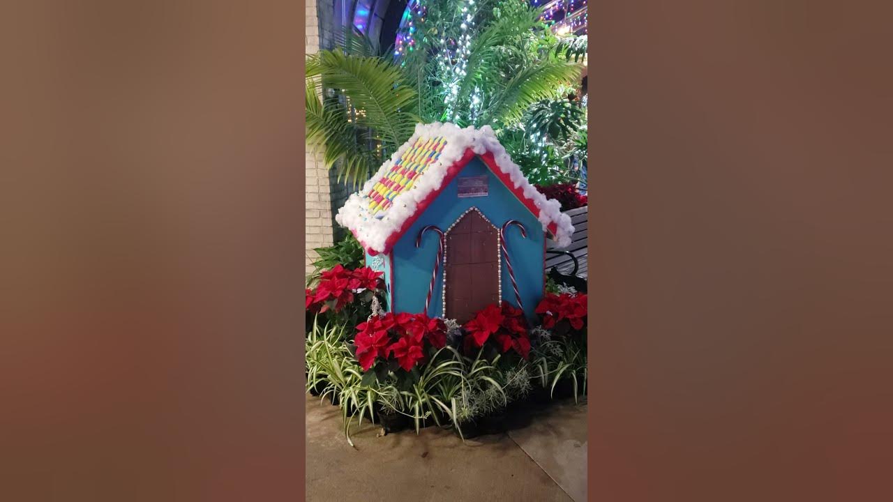 VANDERVEER BOTANICAL PARK POINSETTIA AND LIGHTS SHOW SHORTS YouTube