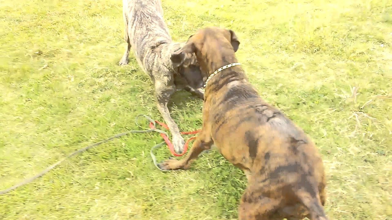 ｸﾞﾚｰﾄﾃﾞﾝ 土佐犬 いぬ部 犬動画まとめ