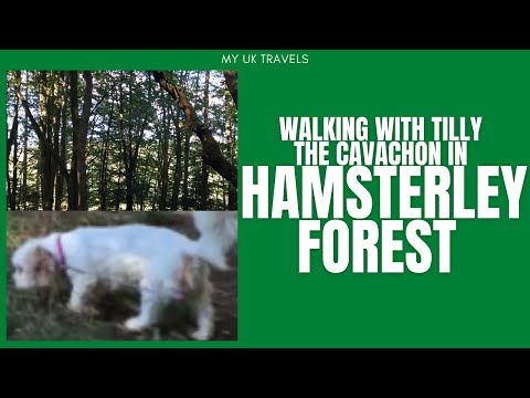 FILIPINA IN UK:  WALKING WITH TILLY THA CAVACHON IN HAMSTERLEY FOREST