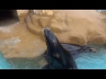 カリフォルニアアシカ　鳴き声　長野市城山動物園 の動画、YouTube動画。