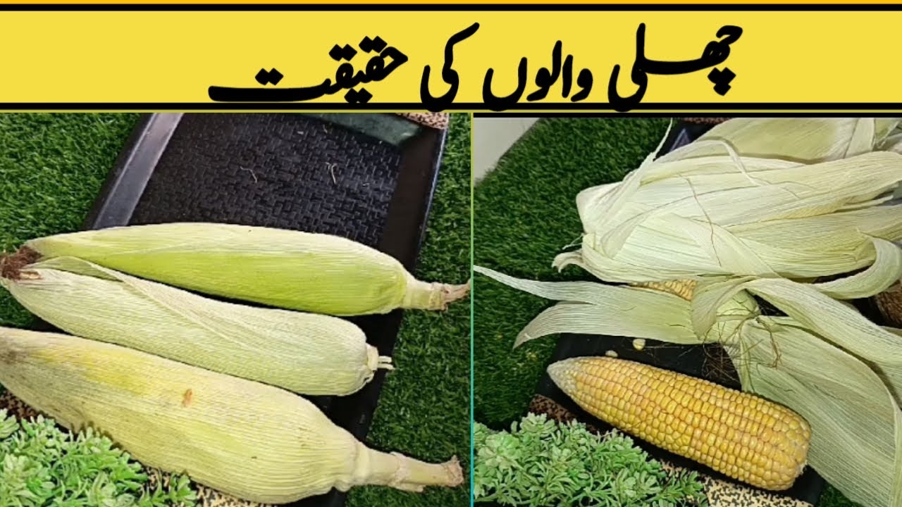Butta Recipe By Cooking With Lubna || بٹے کے نام پہ ہوا دھوکہ || Butta ...