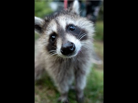 Vidéo: Où emmener les ratons laveurs orphelins ?