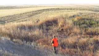 Chasing Pheasants - 2013 Alberta Pheasant Hunt
