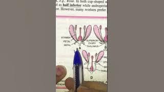 XlBio Thalamus