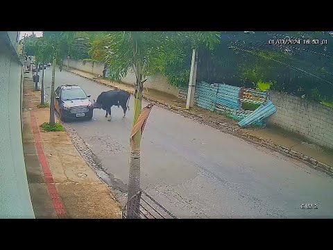 Гепарды и гиена напали на антилопу но произошло невероятное.
