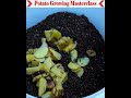 Today I will teach you how to cultivate potatoes in a very simple way.#farming#gardening#viralvideo