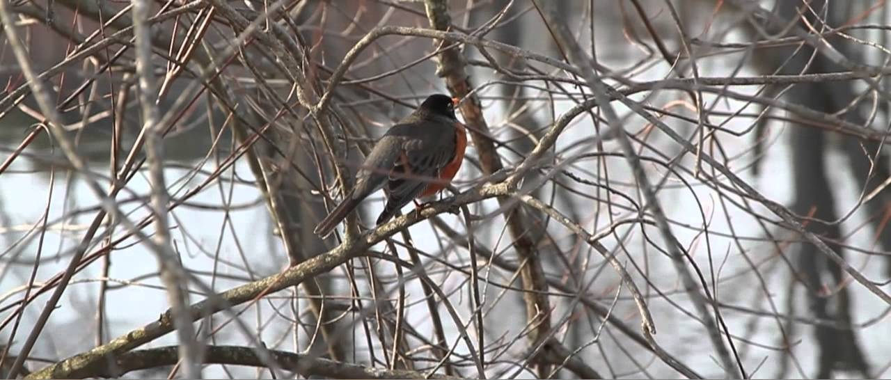Great Meadows - First Day of Spring