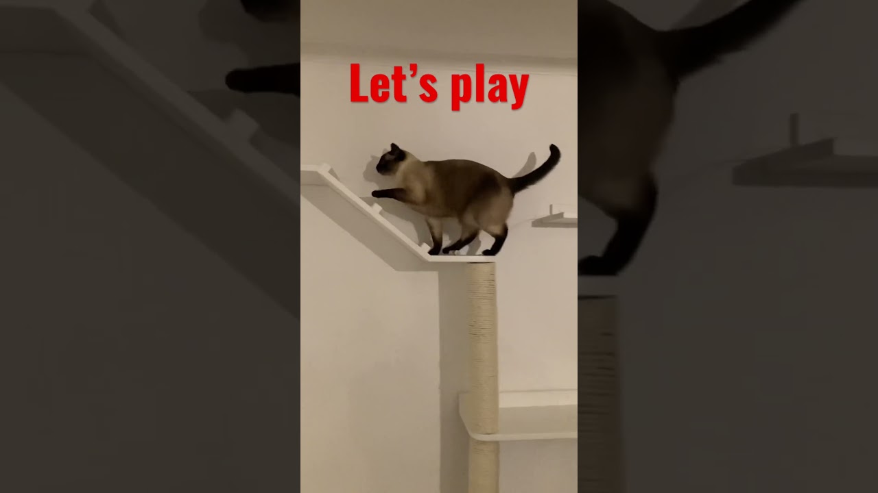 Süße Katze spielt 