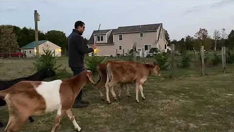 Training Steers & Oxen - Driving from Behind