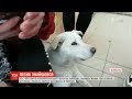 Собака, якого начебто побили та втопили працівники школи, живий