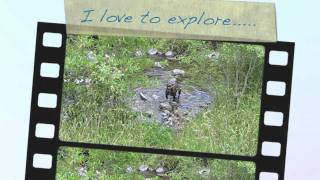 Staffordshire Bull Terrier Loving Life