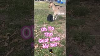 Oh No goat stole my hat | Astro | Farmyard Wellness