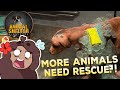 Even MORE Animals To Rescue?! 🐶🩹 Animal Shelter Simulator Demo