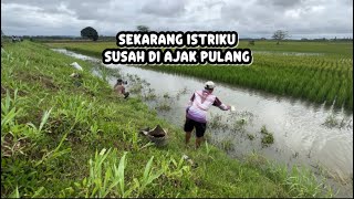 Download Lagu SEKARANG ISTRIKU SUSAH DIAJAK PULANG ll Kompilasi Video Mancing Pusanggala #pusanggala  #mancingliar MP3