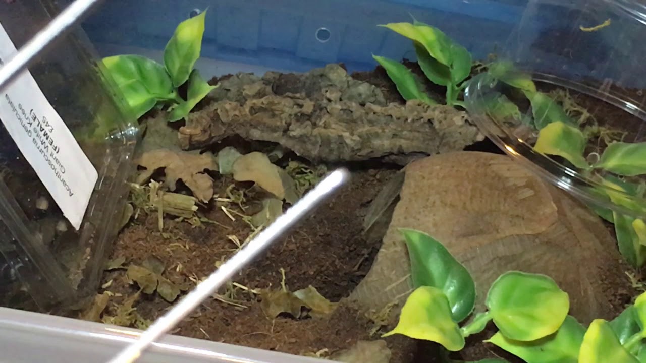 Southern Invert Show 2019 - Newbies!