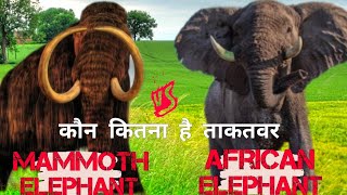 african elephant vs mammoth || world's largest elephant #wildfacts #animals