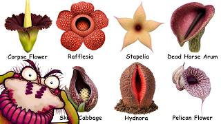 Every Flower that Stinks of Death Explained