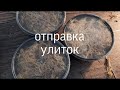 ОТПРАВКА УЛИТОК/ КАК ЗАПАКОВАТЬ?