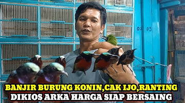 HARGA SIAP BERSAING DIKIOS BURUNG ARKA PASAR BURUNG TERBARU HARI INI