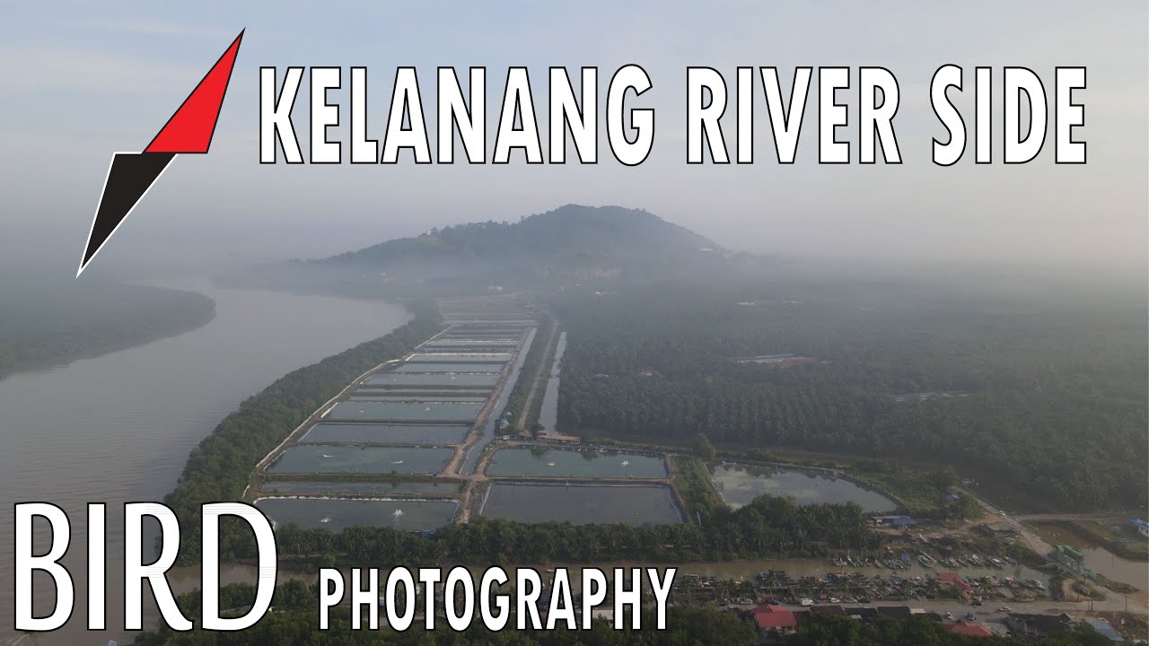 Bird Photography at Kelanang River Side. Malaysia