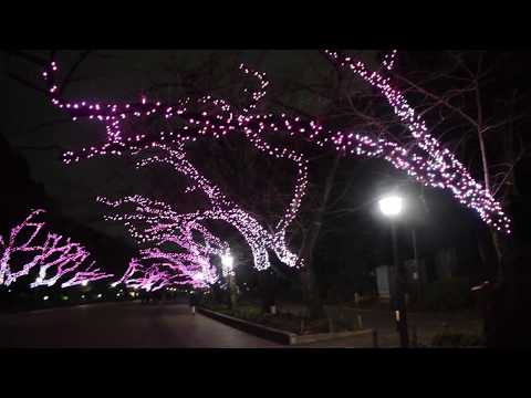 Petites illuminations de Noël au parc de Ueno