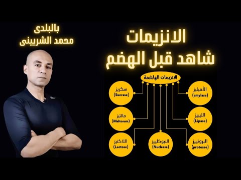 الانزيمات والهضم ، معلومات مهمة جدا لتحسين عملية الهضم