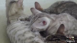 When Mother Cat Says No More Milk by Bonnie & Isla Bengal Twins 604 views 10 months ago 46 seconds