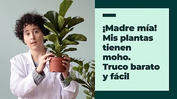 ¿Qué planta de interior mata el moho?