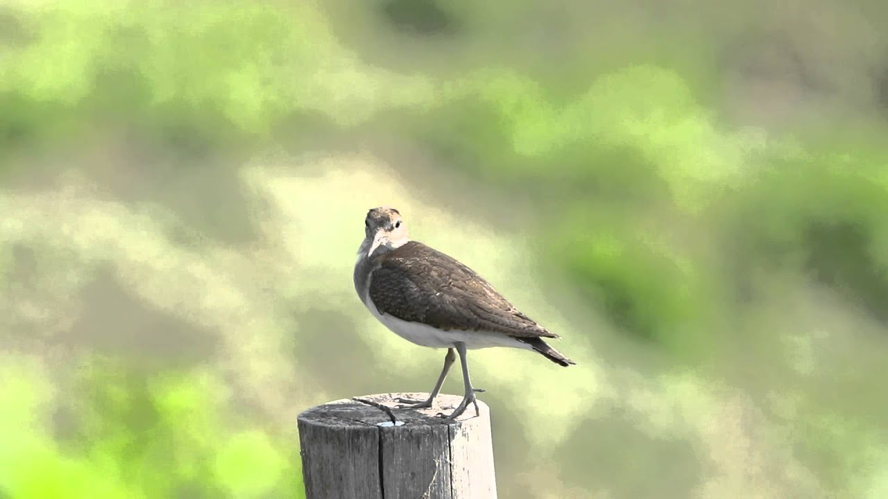 ♪鳥くん野鳥動画　'Thai201'  Common Sandpiper イソシギ - YouTube