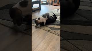Tap out 123 your out please subscribe #dachshunds #funny dog #doxie #viral #fypp #furbaby #puppy