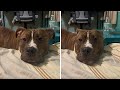 Sassy Pitbull Adorably Argues With Mom About A Mirror