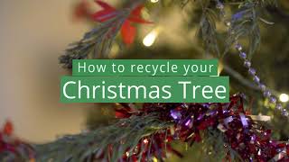 How to recycle your Xmas tree