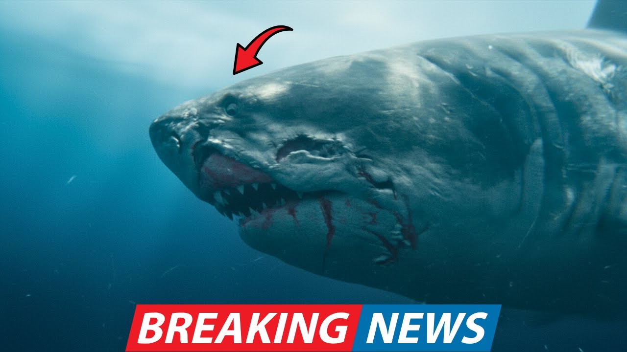 Monster Rov Divers Off Australia Realized Too Late Their ROV Had Captured Proof Of ...