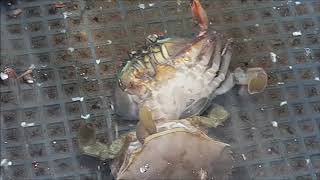 Crab Moulting Footage in a Soft Shell Crab Farm! screenshot 5