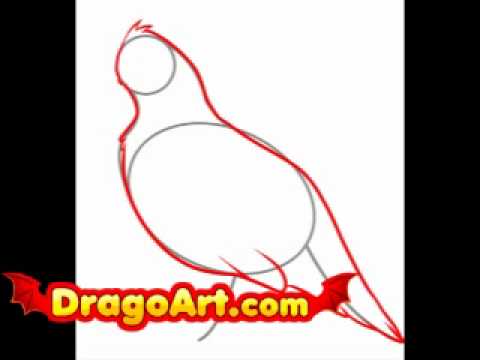 How to draw a Quail, step by step - YouTube