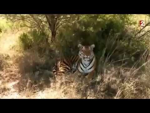 3gp documentaire animalier