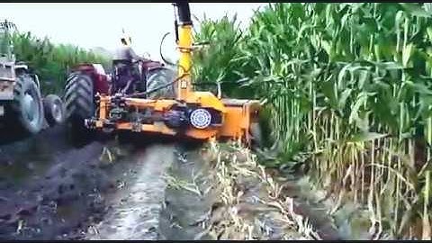 Silage making with Celikel Row Independent Maize Chopper at Nestle Sarsabz Farm