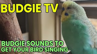 Budgie TV- Happy, Playful Budgie Sounds. Get your Bird Talking #budgies #birds #pets by Pet TV Australia 609 views 1 year ago 11 minutes, 13 seconds