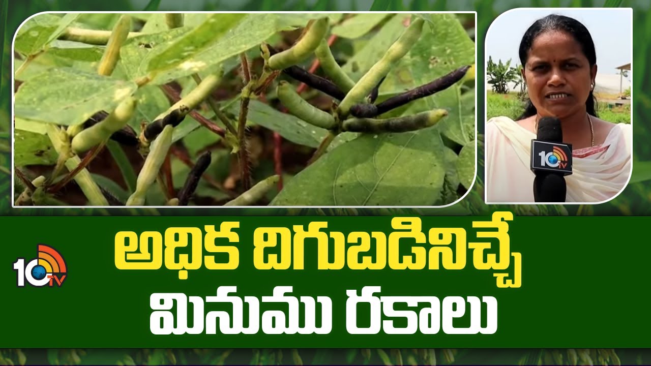 అధిక దిగుబడినిచ్చే మినుము రకాలు | New Blackgram Varieties | Matti Manishi | 10TV