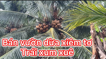 Ms 646: Bán vườn dừa xiêm tơ trái thấy mê luôn, chỉ 795 triệu cho 1000mv, tại huyện chợ gạo tỉnh TG