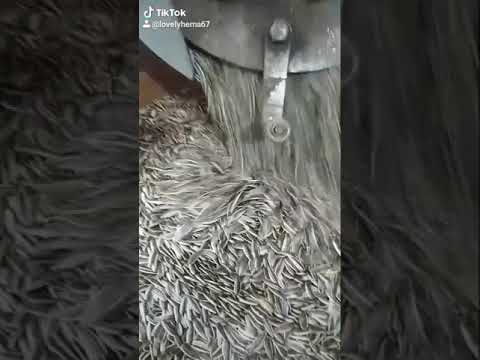 تحميص اللب السورى