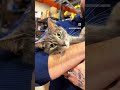 Got Cat on the Brain!