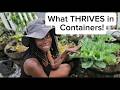10 Plants That THRIVE in Containers 🌱
