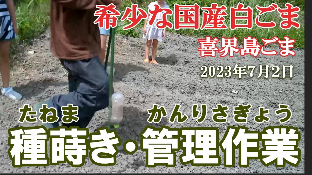 希少な国産ゴマ、喜界島ごまの種まき・ゴマの管理作業【ヨロシドットファーム】