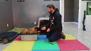 Details Critical Stages in Puppy Development 8 to 10 weeks   Introducing leash compliance Update